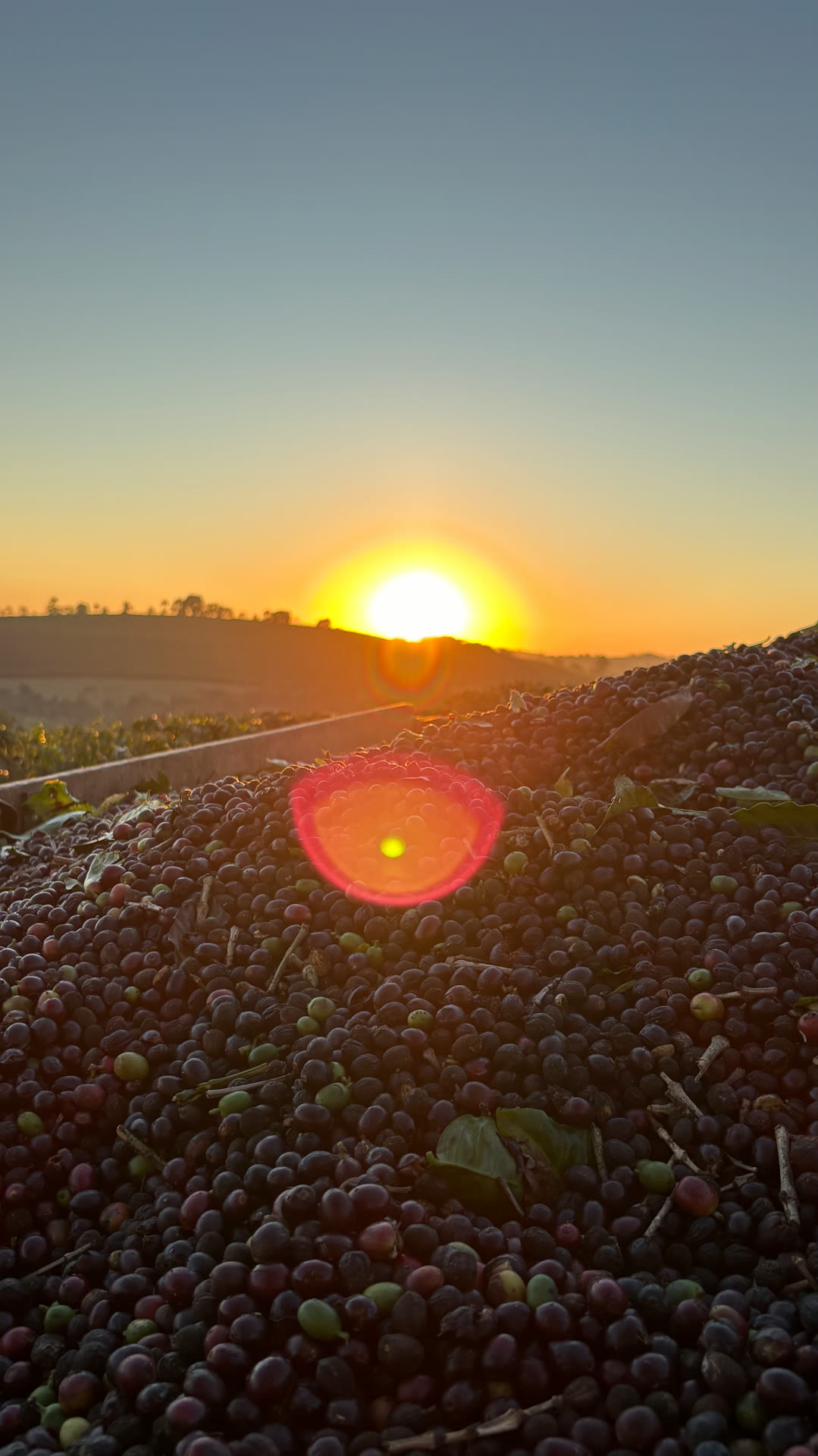 Carreta com cerejas recém-colhidas ao nascer do sol