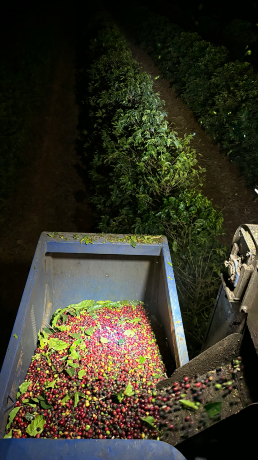 Colheita mecanizada durante a madrugada