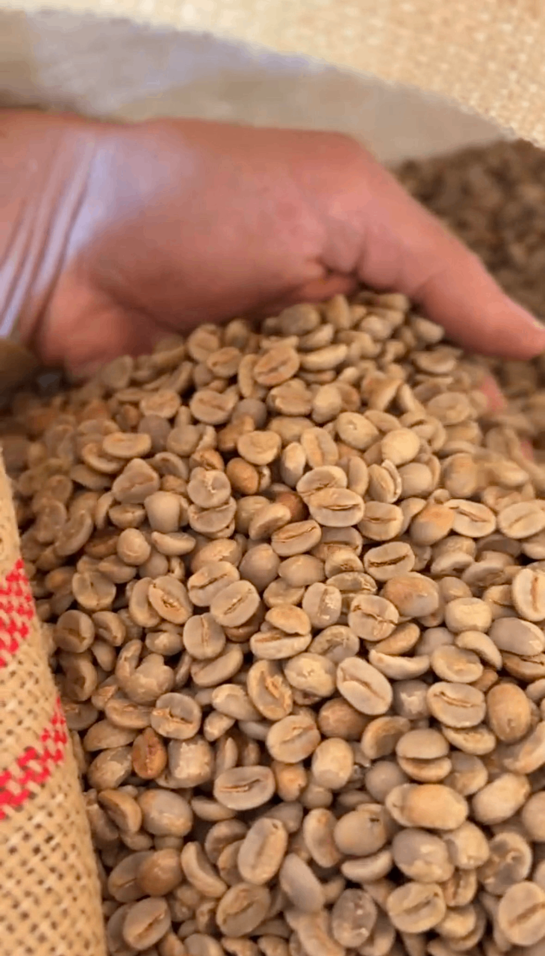 Café verde beneficiado pronto para o torrefador