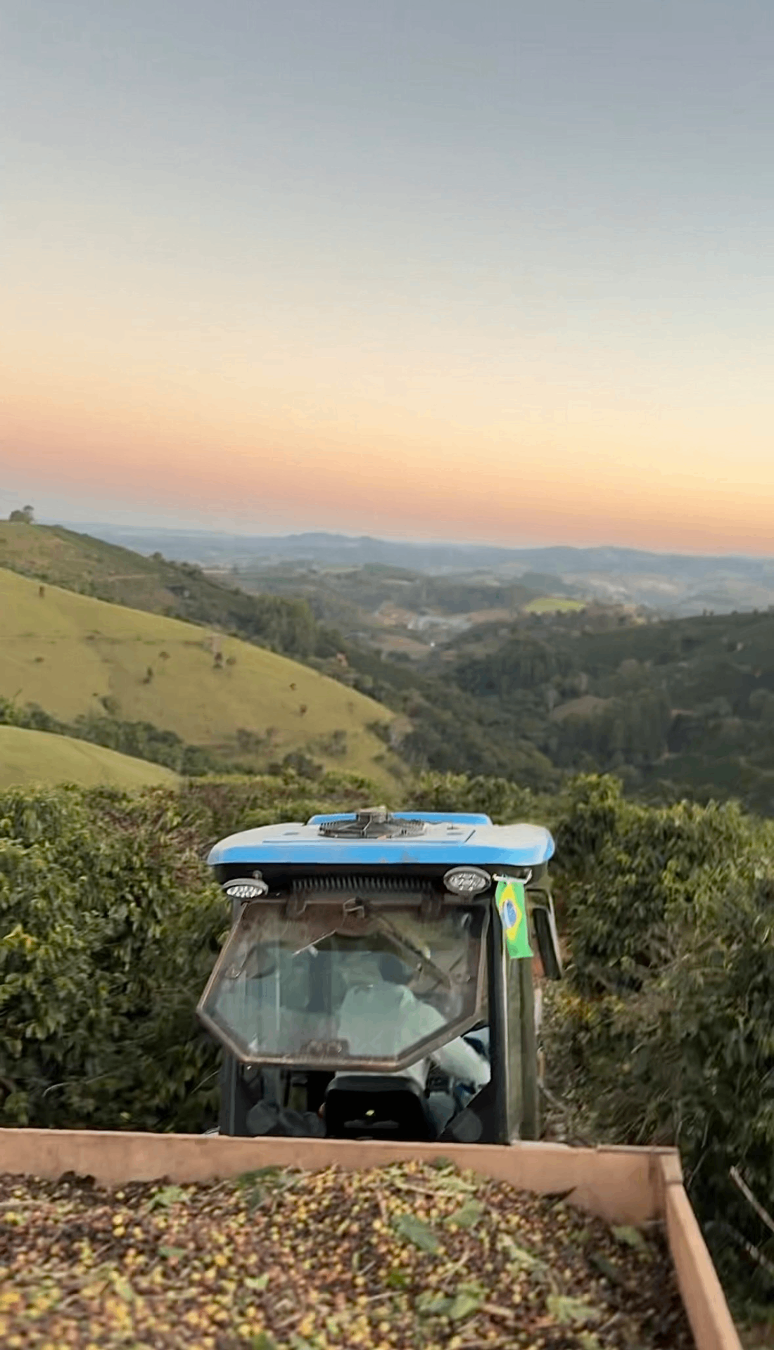 Trator entre as ruas de café ao pôr do sol