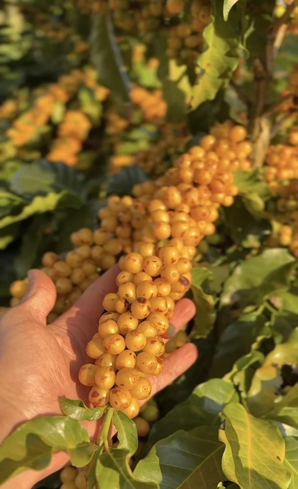 Cacho de cerejas amarelas maduras no cafeeiro